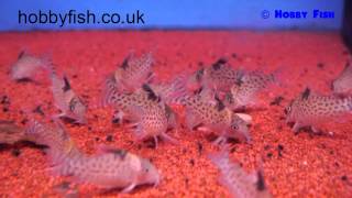 Hobby Fish  Milton Keynes  Corydoras punctatus  Spotted Catfish [upl. by Steddman]