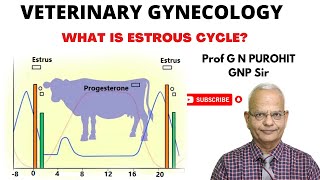 Uncovering the Mystery of Animal Reproduction Whats the Estrous Cycle [upl. by Monsour]