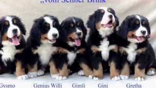 Berner Sennenhund Welpe Tag 1 bis zur 8 Woche in 3min [upl. by Yecaj133]