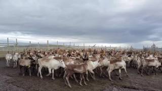 Reinflokk i reingjerdet på Nordkyn  Lyden av reinsdyr [upl. by Navonod]