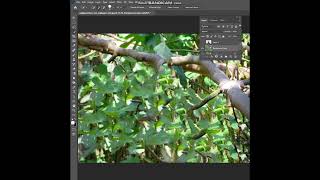 How to Blur Background in Photoshop edit photo photoshop shorts short [upl. by Cosenza]