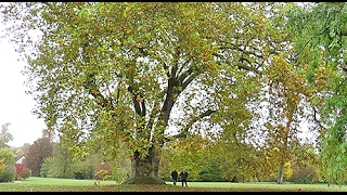 ARBRE REMARQUABLE LE PLUS VIEUX PLATANE DU DOMAINE DE VERSAILLES [upl. by Naitirb159]