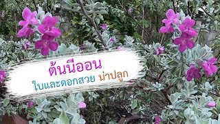 ต้นนีออนใบและดอกสวยน่าปลูก  เปิดโลกออนไลน์ Ep101  Aranya Channel [upl. by Frodina]