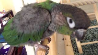 Green cheek Conure talking saying pretty bird 1 [upl. by Shepperd]