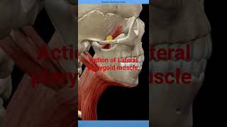 action of lateral pterygoid muscle [upl. by Yodlem]