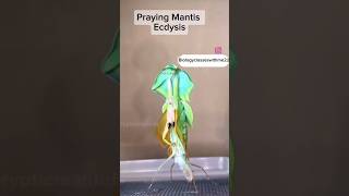 Praying Mantis Ecdysis 🔥😱 shorts prayingmantis biology [upl. by Avehstab]