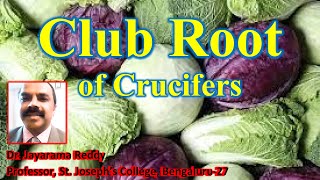 Club root of Crucifers Plasmodiophora brassicae by Dr Jayarama Reddy [upl. by Sidnala598]