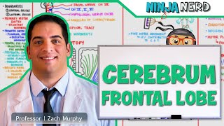 Neurology  Cerebrum Frontal Lobe Anatomy amp Function [upl. by Yanehs]