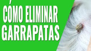 CÓMO ELIMINAR GARRAPATAS EN LOS PERROS Y GATOS [upl. by Sundin285]