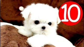 Top 10 Small Fluffy Dog Breeds  Puppies and Full Grown [upl. by Eduam90]