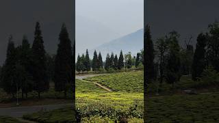 Temi Tea Garden Sikkim southsikkim travel youtubeshorts trending viral sikkim shorts [upl. by Nylimaj390]