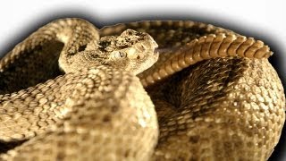 Slow Motion Rattlesnake  Slo Mo  BBC Earth Explore [upl. by Plafker]