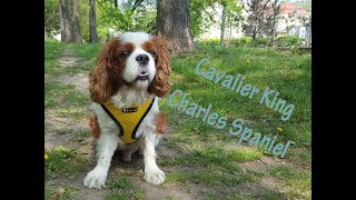 SUB ENPL Słów kilka o rasie Cavalier King Charles Spaniel [upl. by Tound270]