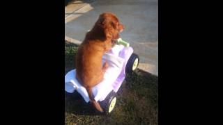 Weenie dog rides power wheels four Wheeler [upl. by Goodkin966]