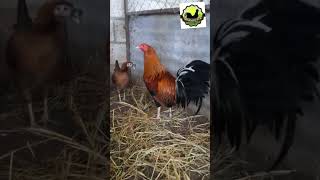 LOTE DE GALLO KELSO CON GALLINAS RHCOWAN [upl. by Yevette472]