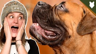 How Much Do BULLMASTIFF BARK [upl. by Dayiz]