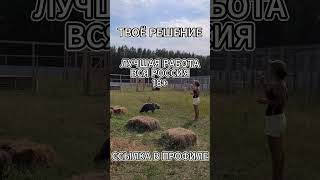 Маша и мыльные пузыри 🐻 медведироссии медвежьиигры милыеживотные смешныеживотные животныероссии [upl. by Attesoj]