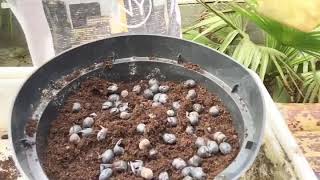 Zaaien Trachycarpus How to sow Trachycarpus [upl. by Garda]