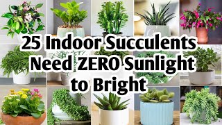 25 Indoor Succulent Plants  Succulents need Zero Sunlight to Bright  Plant and Planting [upl. by Anihsat]