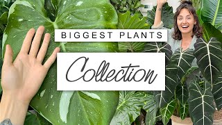 HUGE Plants Collection Tour 💚 The Biggest Plants In My Collection [upl. by Spatz635]