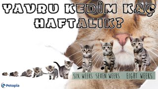 Yavru Kedim Kaç Haftalık [upl. by Sky]