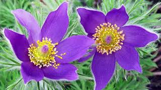 Pasque Flower [upl. by Rustie433]