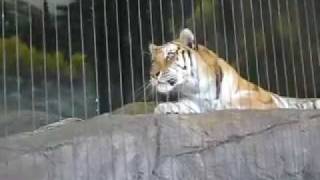 Tiger meowing at the Lincoln Park Zoo in Chicago [upl. by Ahsoet]