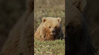 Grizzly Bear Hunting  Alaskan Grizzly Hunt grizzlybear shorts [upl. by Yengac]