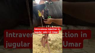 Intravenous injection in jugular vein l dr Umar khan [upl. by Ariana]