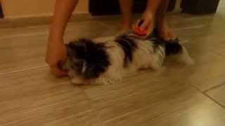 45 months old biewer yorkie is doing some useful and some funny tasks [upl. by Nocaed]