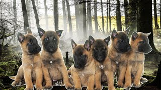 Selecting a Belgian Malinois Puppy The Best amp Worst [upl. by Suivat316]