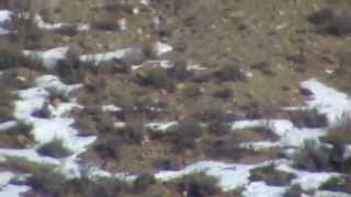 Mass Elk Migration Kremmling Colorado January 19 2014 [upl. by Vernor]