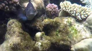 Damselfish protecting its algae garden [upl. by Cheryl21]