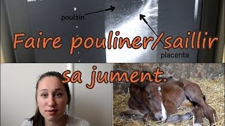 Faire poulinersaillir sa jument bilan conseil et avis [upl. by Meggie]