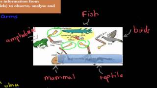 5 Vertebrate forelimbs HSC biology [upl. by Arbma]