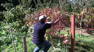 How to prune summer bearing raspberries [upl. by Okin]