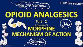 OPIOID ANALGESICS Part 2 Morphine Mechanism of action  Spinal and Supraspinal Analgesic Actions [upl. by Esydnac]