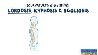 Curvatures of the Spine Lordosis Kyphosis amp Scoliosis [upl. by Odnarb]