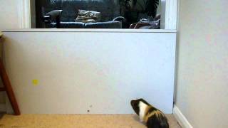 Oscar the Guinea Pig Jumping 2 ft high fence [upl. by Ecneitap]