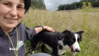 All you need to know about Border Collies [upl. by Cleti]