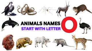 The Letter O Songs  Letter Sounds Songs for Preschool  Animals that Start with Letter quotOquot Song [upl. by Aala357]