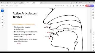 explain classes Phonetics amp Phonology Articulators [upl. by Pathe]