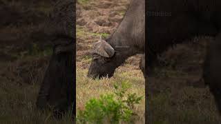 Wild African Safari Adventure Cape Buffalo buffalo cape african wild graze safari wow HA71545 [upl. by Avonasac268]