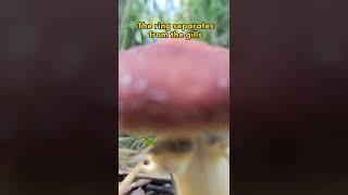 when to pick wine cap king stropharia mushrooms [upl. by Nonez182]