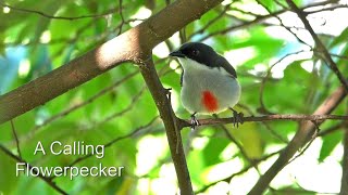 Call of the Redkeeled Flowerpecker [upl. by Calendre]