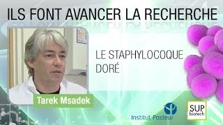 Institut Pasteur  S03E04  Le staphylocoque doré  Tarek MSADEK [upl. by Keyek]