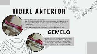 SISTEMA OSTEOARTICULAR Y MUSCULAR [upl. by Enymsaj]