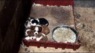 BBC Wales Investigates Inside the UKs Puppy Farm Capital BBC Documentary 2019 [upl. by Oiceladni]