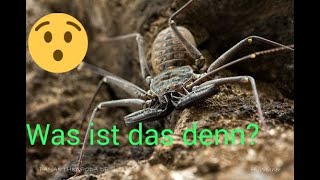 GEISSELSPINNE AUF DER JAGD  PHRYNUS WHITEI  TAILLESS WHIP SCORPION HUNTING [upl. by Chura]