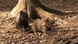 IFAW Pazhetnov Bear Cub Rehabilitation Center  Spring 2011 [upl. by Nomyaw367]